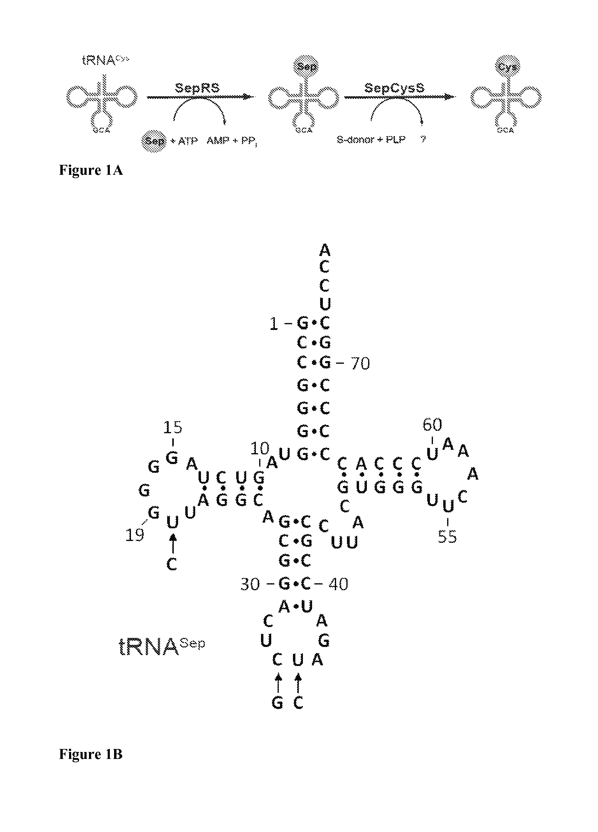 Site-specific incorporation of phosphoserine into proteins in <i>Escherichia coli</i>