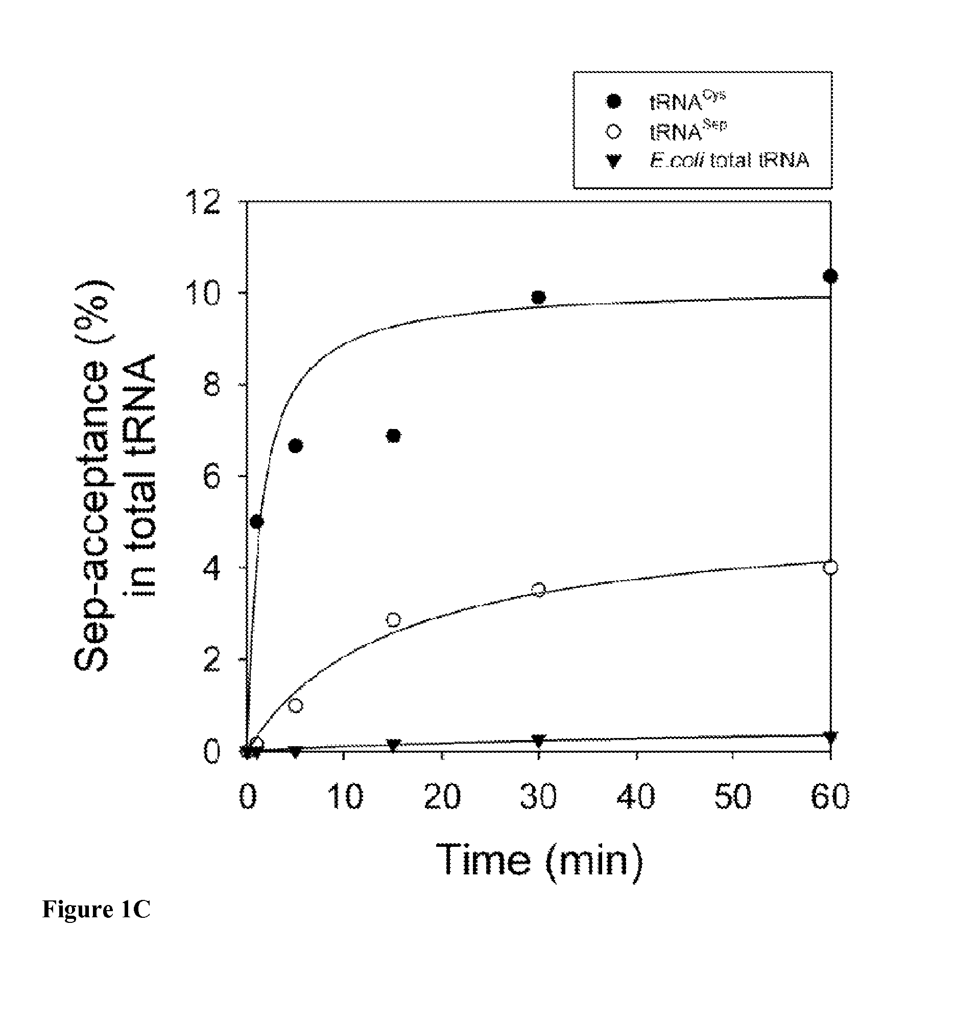 Site-specific incorporation of phosphoserine into proteins in <i>Escherichia coli</i>