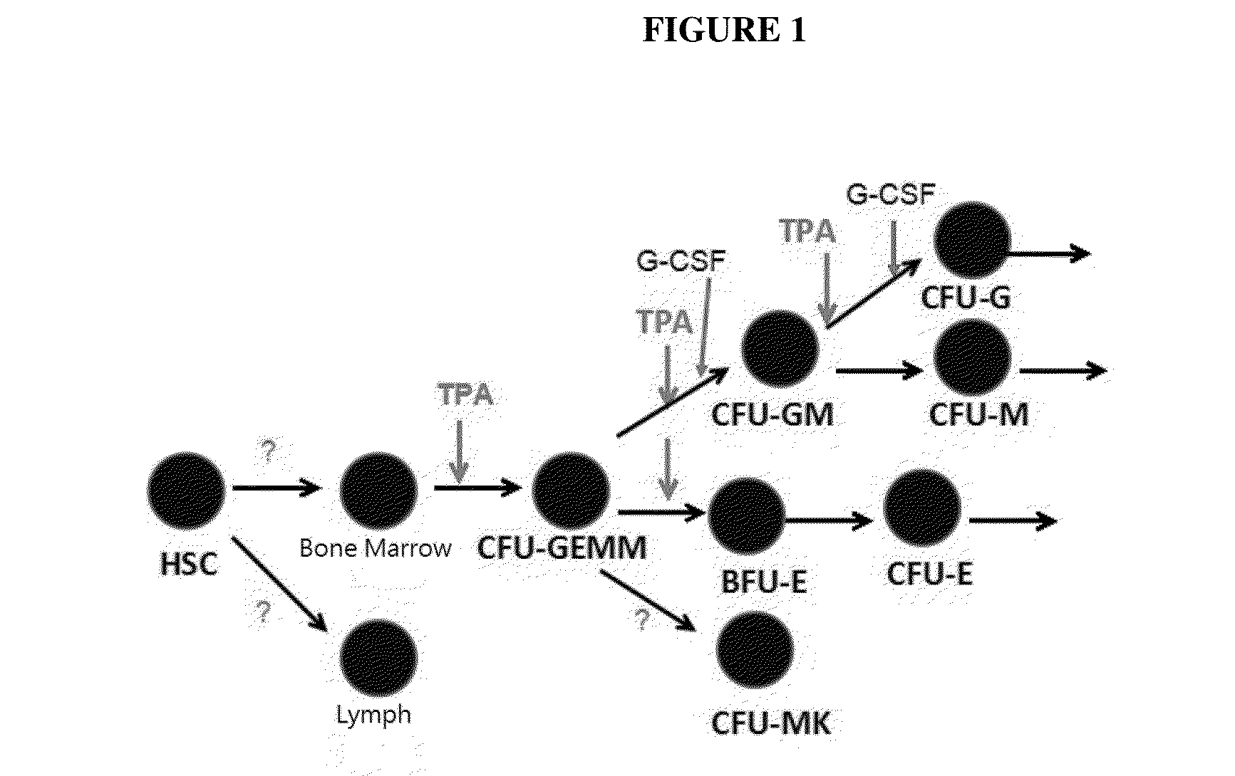 Phorbol ester compositions and methods of use for treating or reducing the duration of cytopenia