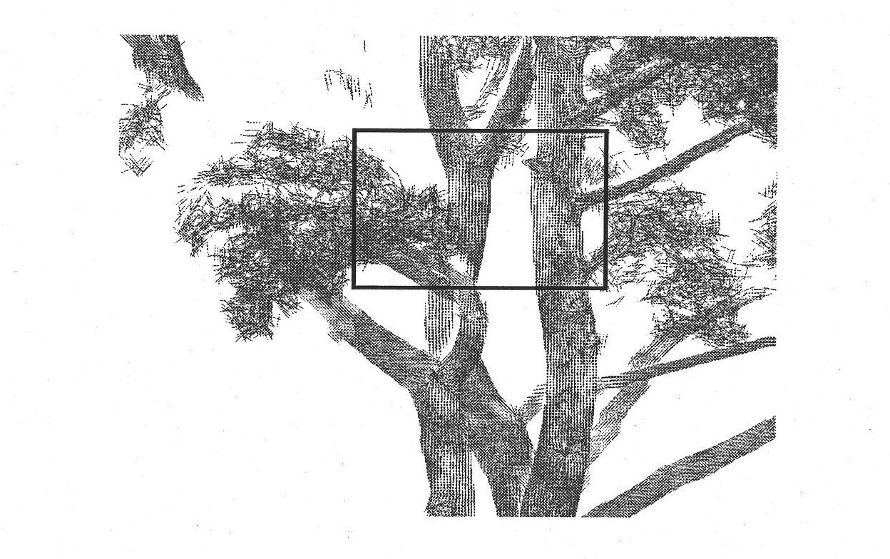 Three-dimensional model reconstruction method of tree point cloud data based on partition and automatic growth