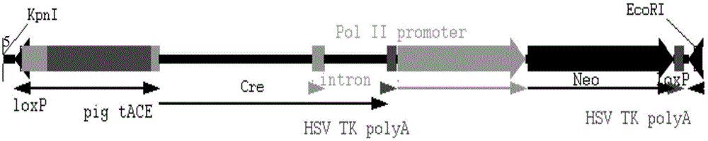 Method for knocking out selective marker gene of transgenic pig