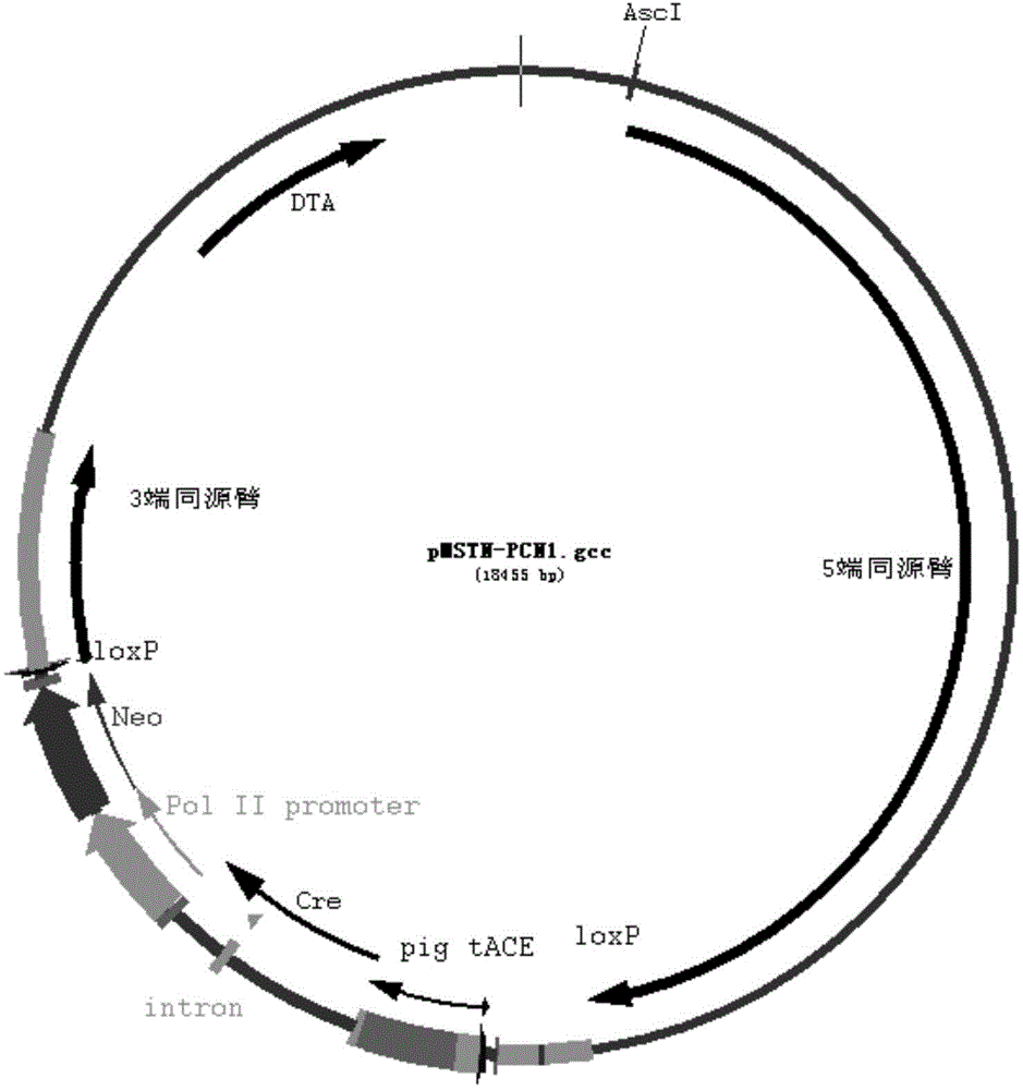 Method for knocking out selective marker gene of transgenic pig