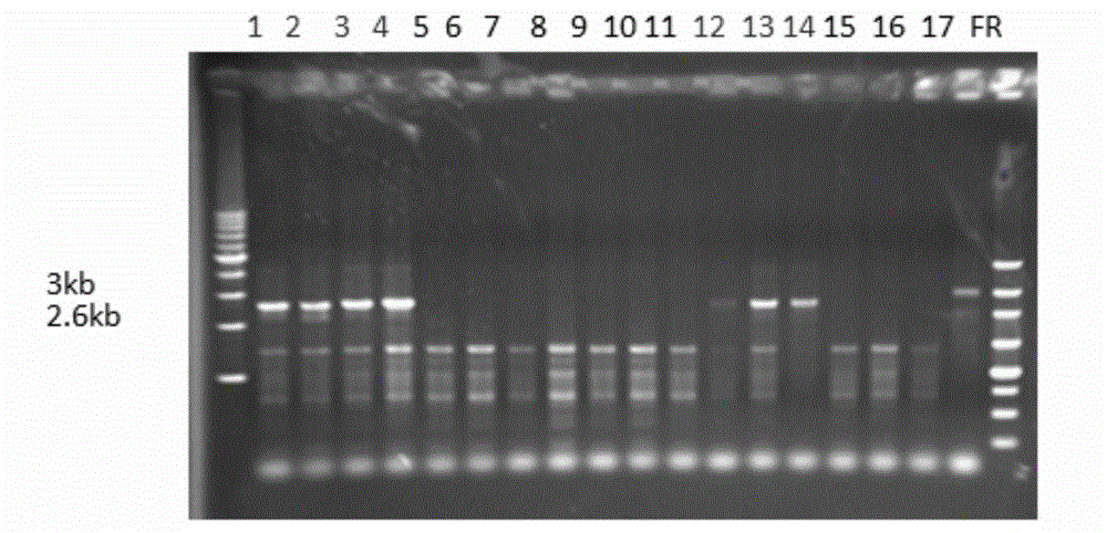 Method for knocking out selective marker gene of transgenic pig