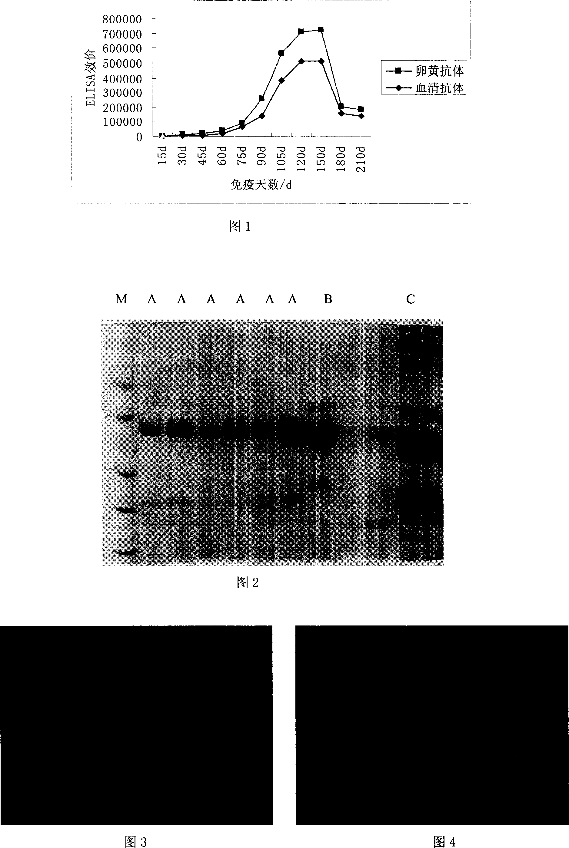 Yelk immune globulin products for preventing and treating bainite cryptosporidiosis and application thereof