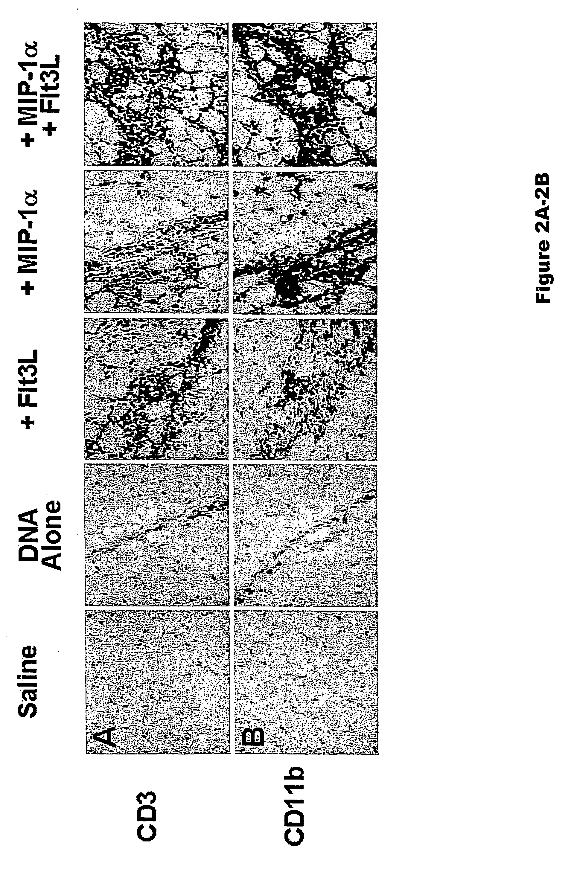 Adjuvants Of Immune Response