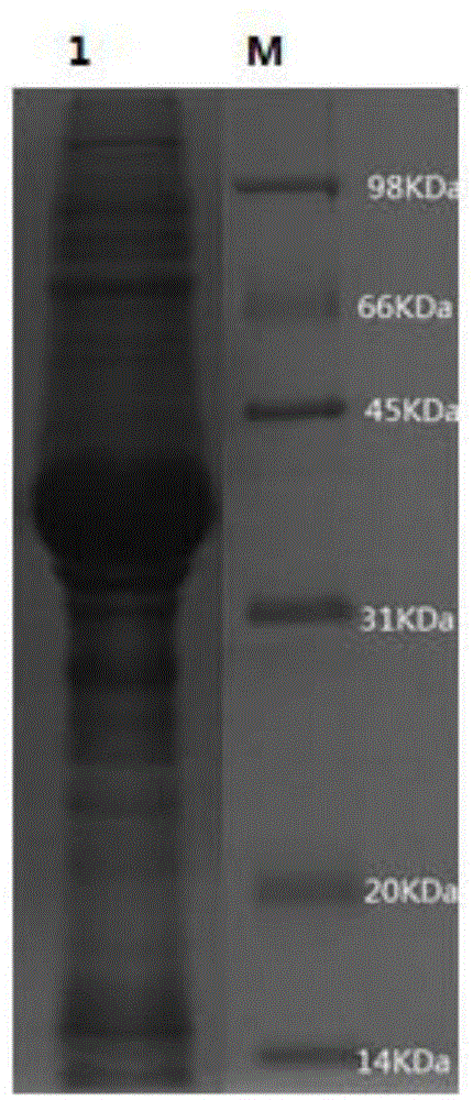 Monoamine oxidase and application thereof in synthesis of chiral azabicyclic compounds