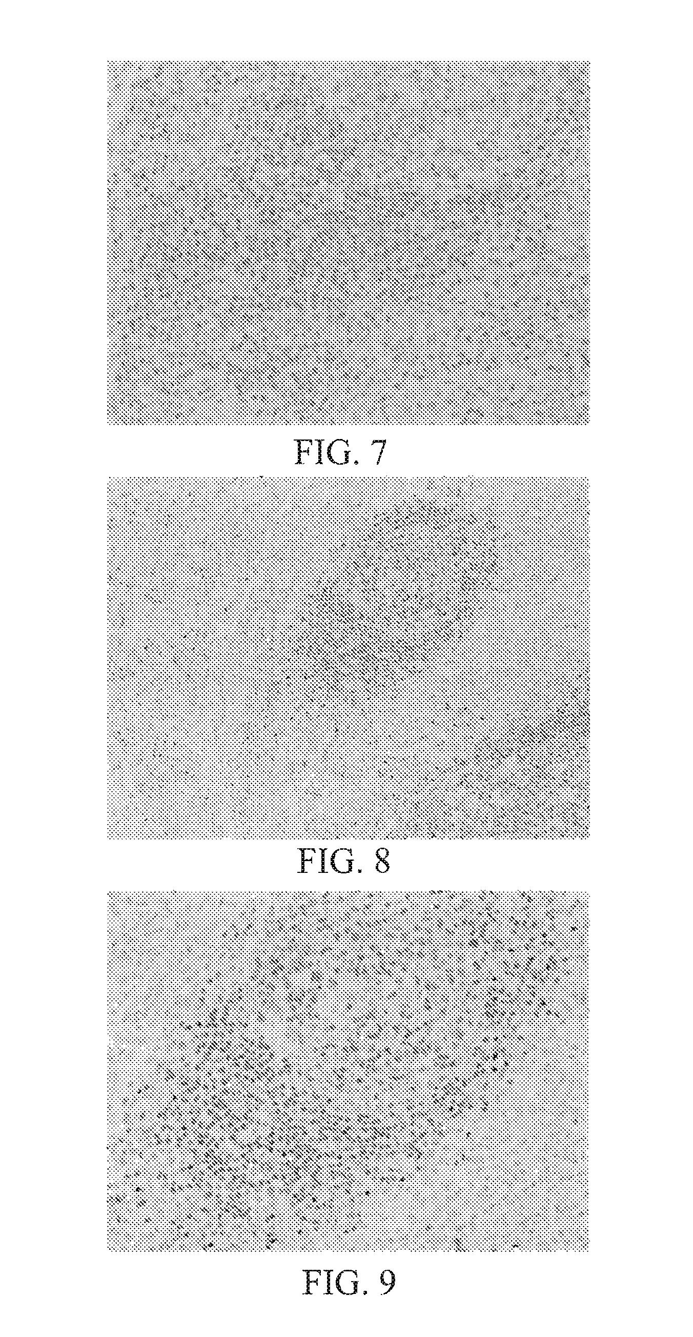 Systems and methods for anti-PAX8 antibodies