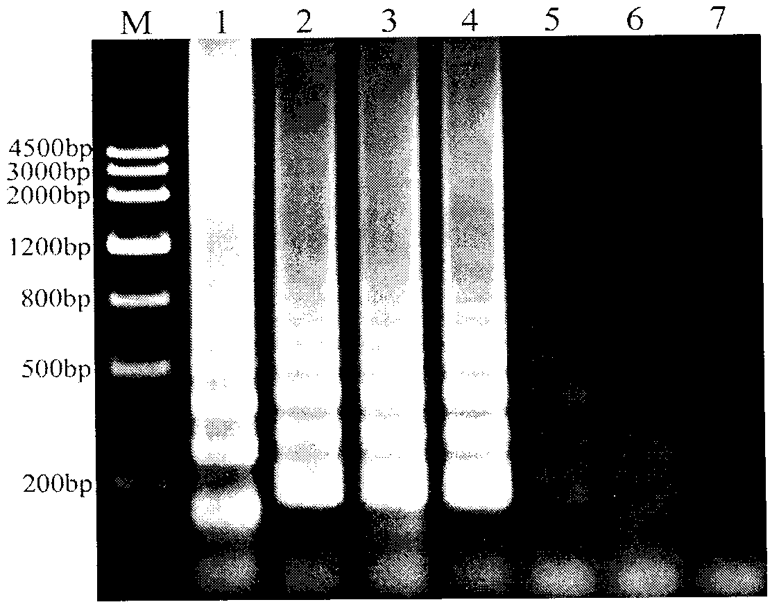 Technology for rapidly detecting rice black-streaked dwarf viruses in plants by reverse transcription-loop-mediated isothermal amplification (RT-LAMP) method