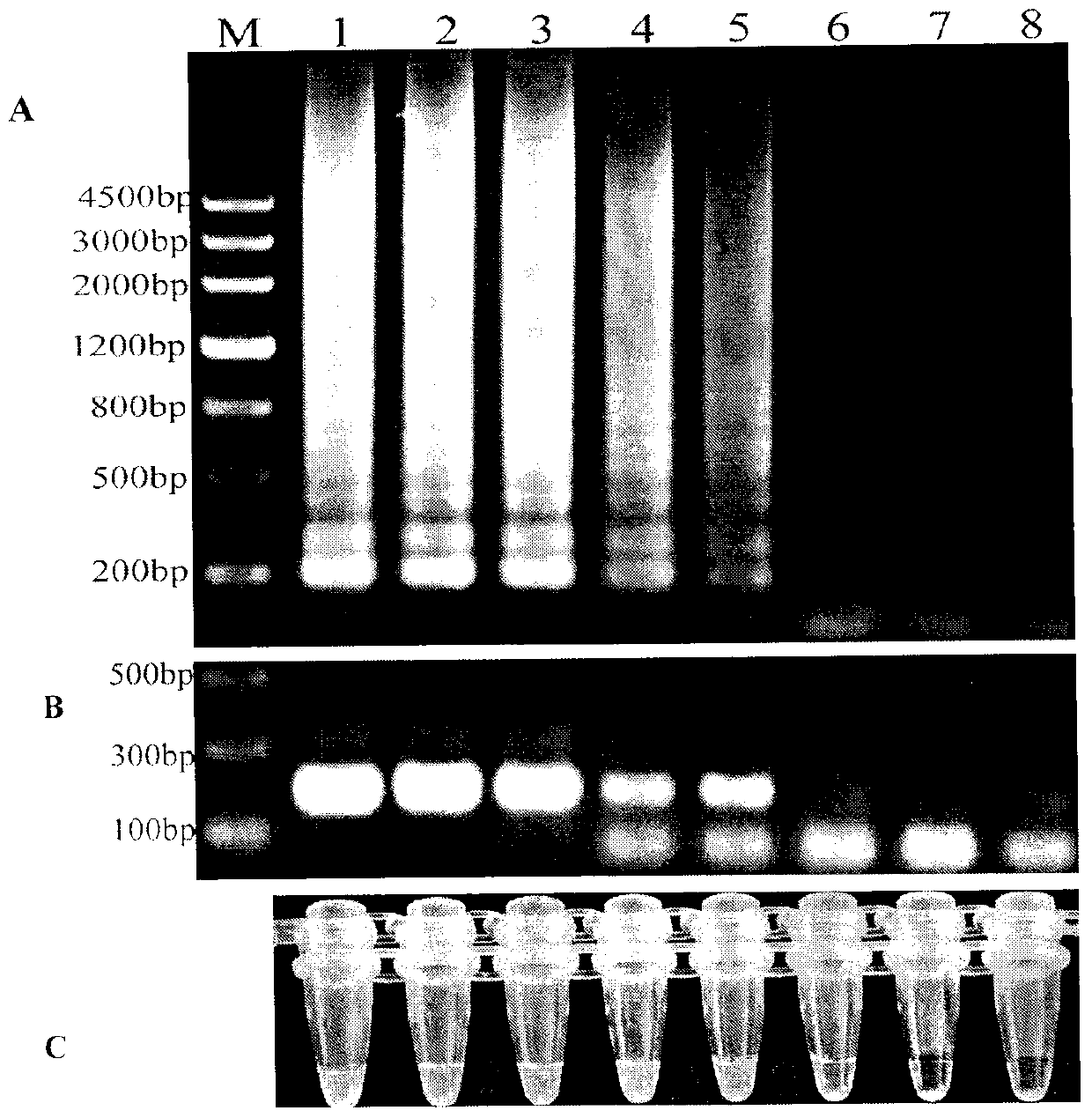 Technology for rapidly detecting rice black-streaked dwarf viruses in plants by reverse transcription-loop-mediated isothermal amplification (RT-LAMP) method