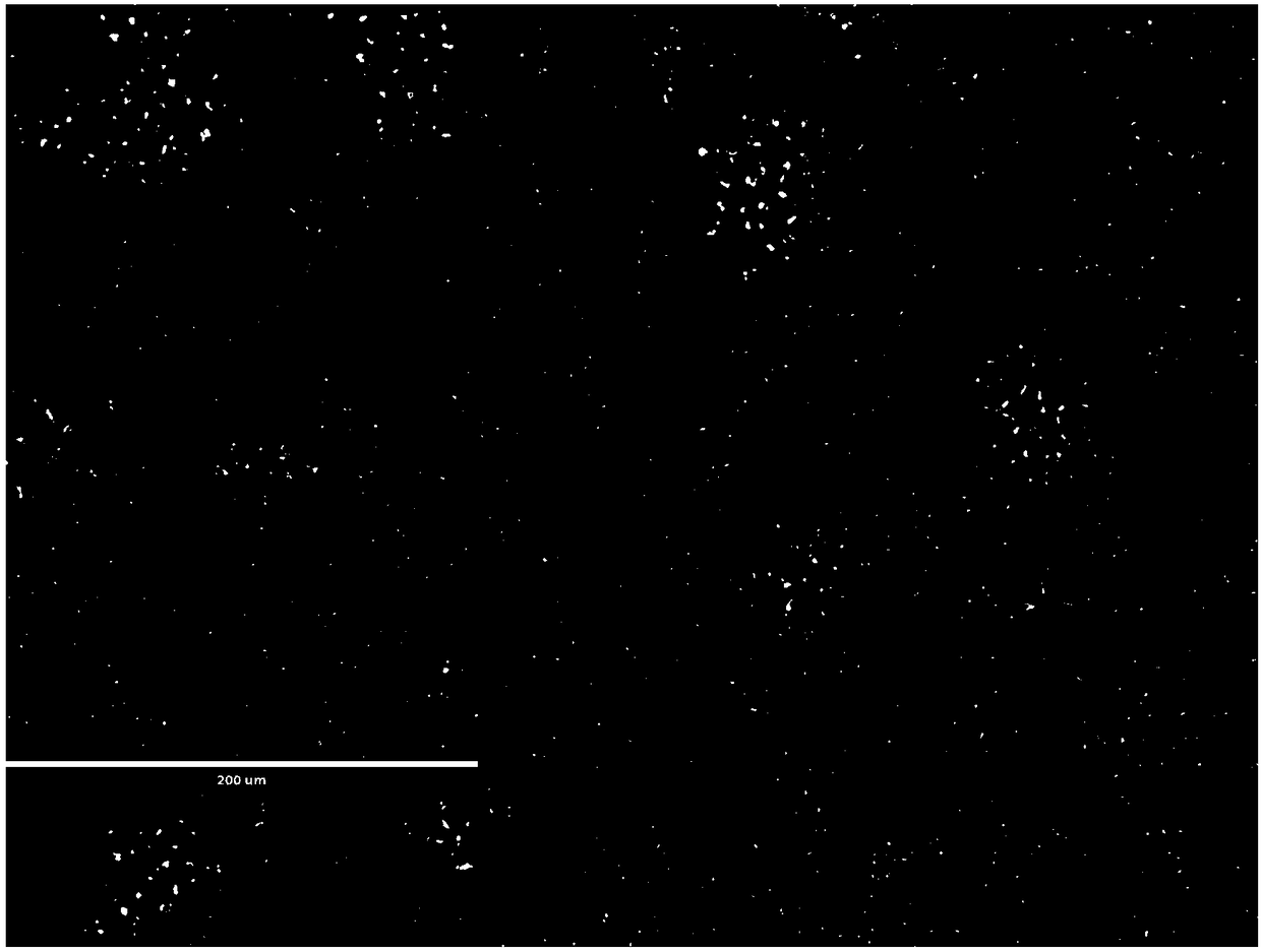 NK cell line of human