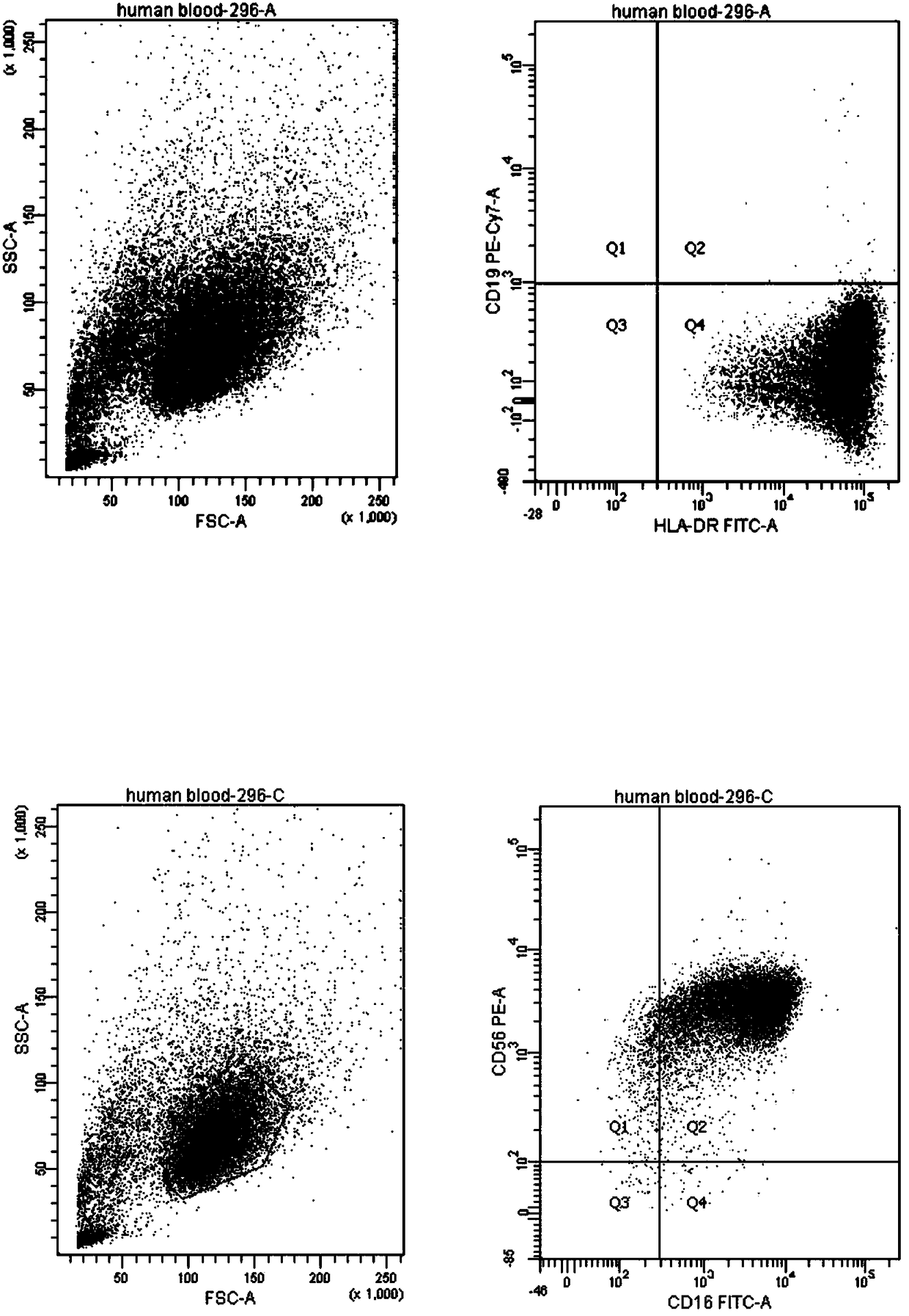 NK cell line of human