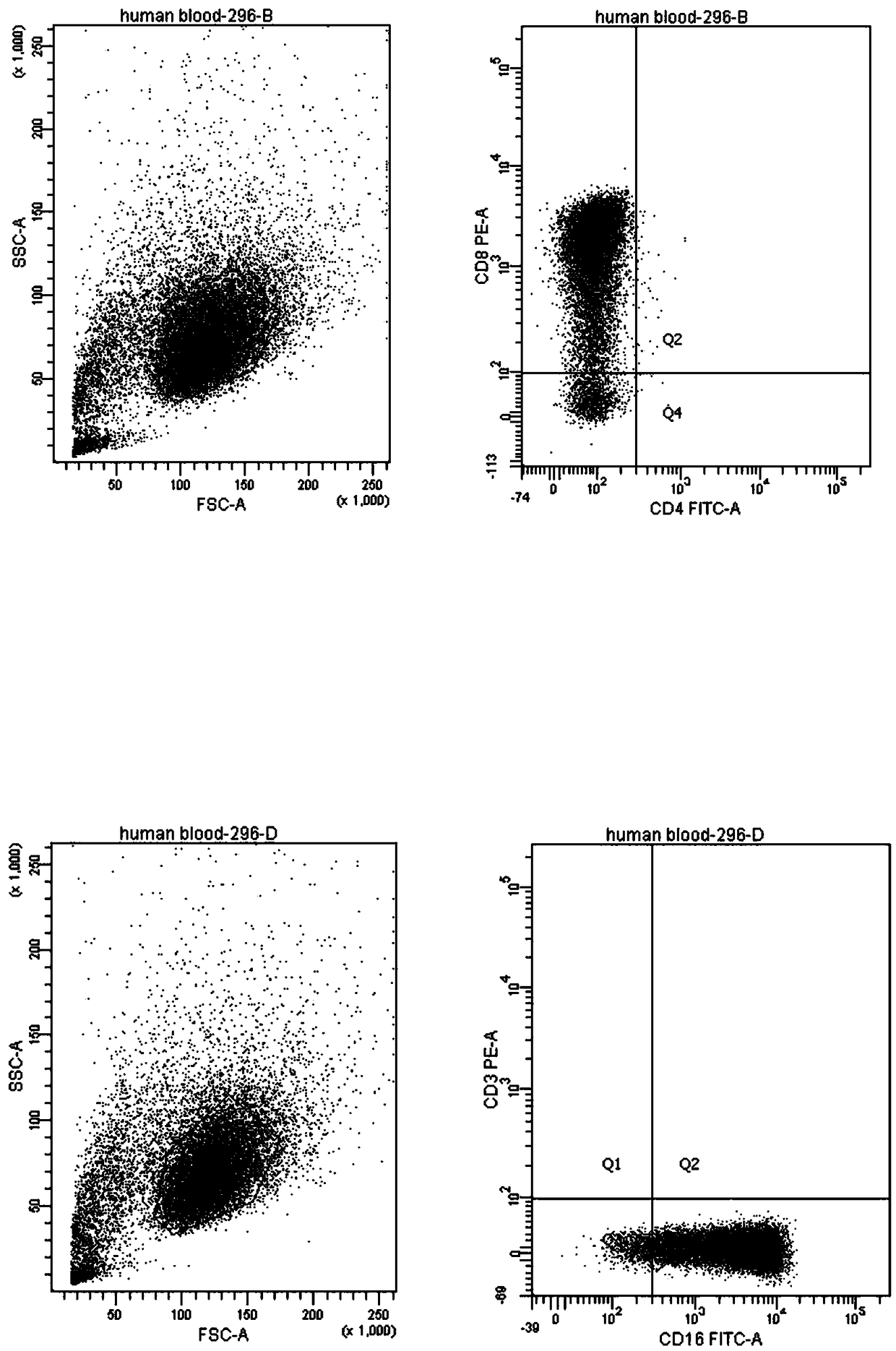 NK cell line of human