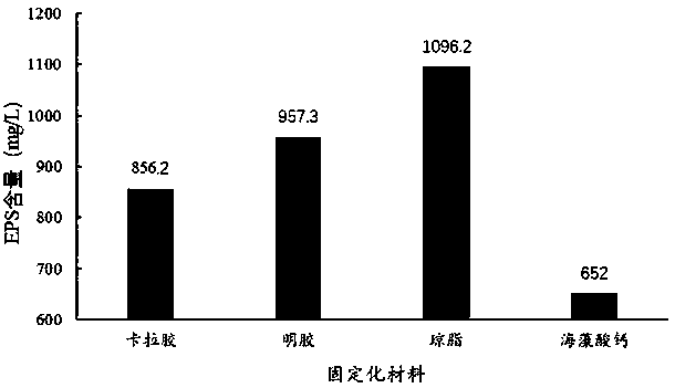 Process for producing exopolysaccharides by fermentation of immobilized lactobacillus plantarum