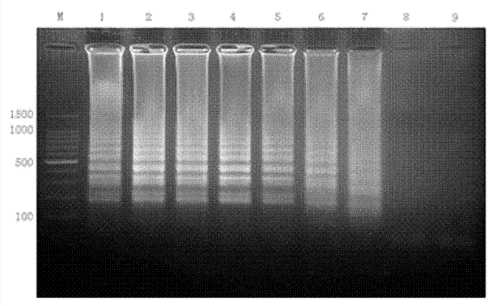 Primer and kit for detecting coxsackievirus A6 type RT-LAMP (Reverse Transcription Loop-mediated Isothermal Amplification) nucleic acid