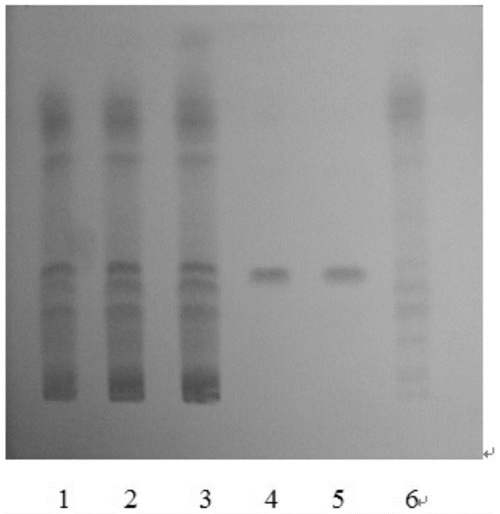 A detection method of traditional Chinese medicine compound preparation for treating osteoporosis