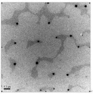 Oil-in-water cinnamomum camphora oil nano-emulsion preparation and preparation method thereof