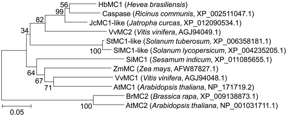 Rubber tree tapping panel dryness associated protein HbMC1 and encoding gene and application thereof