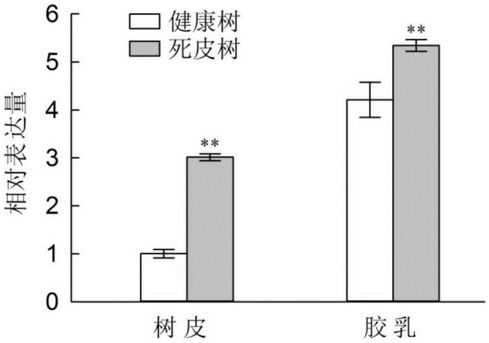 Rubber tree tapping panel dryness associated protein HbMC1 and encoding gene and application thereof