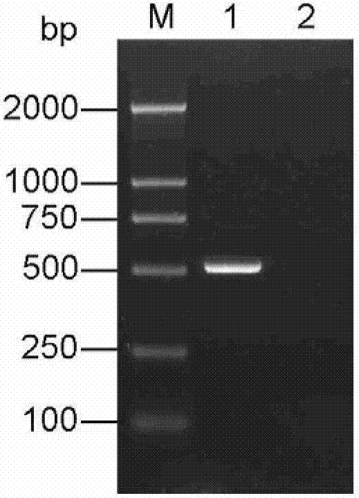 Porcine alpha interferon mature-protein recombinant adenovirus, construction method and application thereof