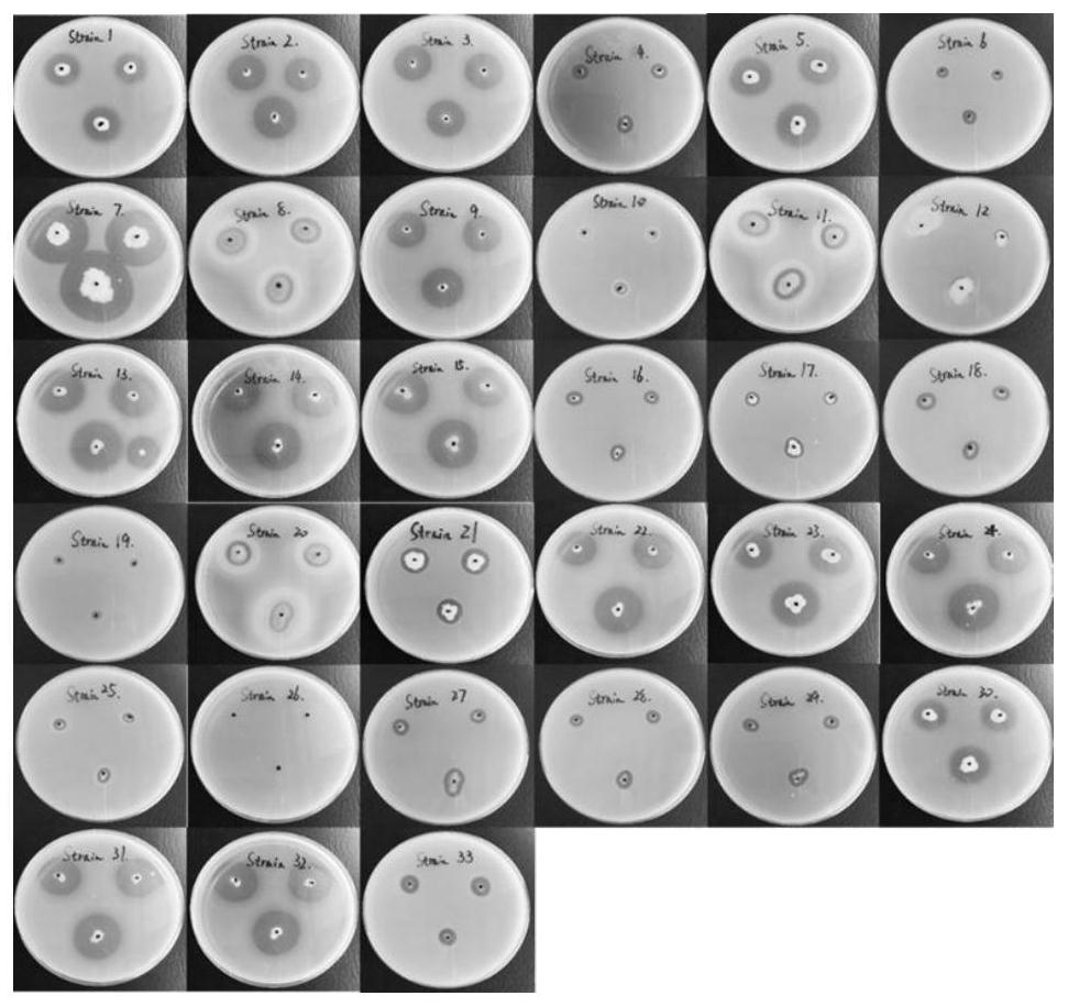 Separation, purification and application of a hydrolyzed milk allergen β-lactoglobulin protease