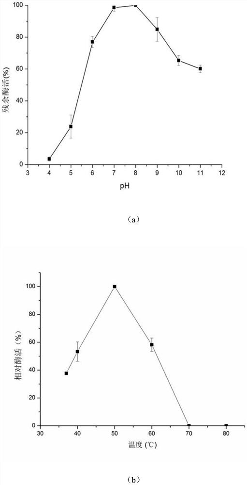 Separation, purification and application of a hydrolyzed milk allergen β-lactoglobulin protease