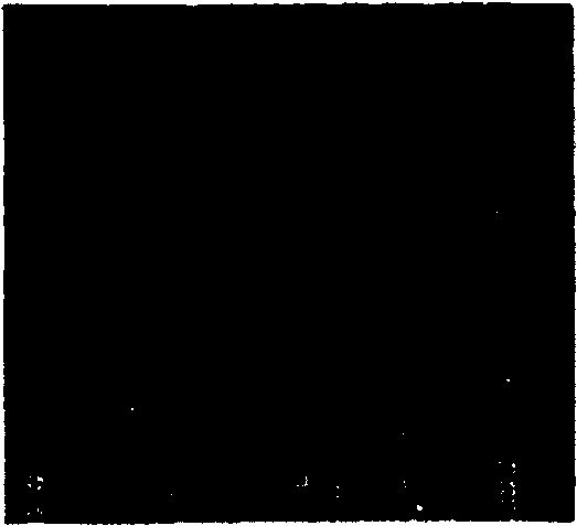 Modulating production of pneumococcal capsular polysaccharide