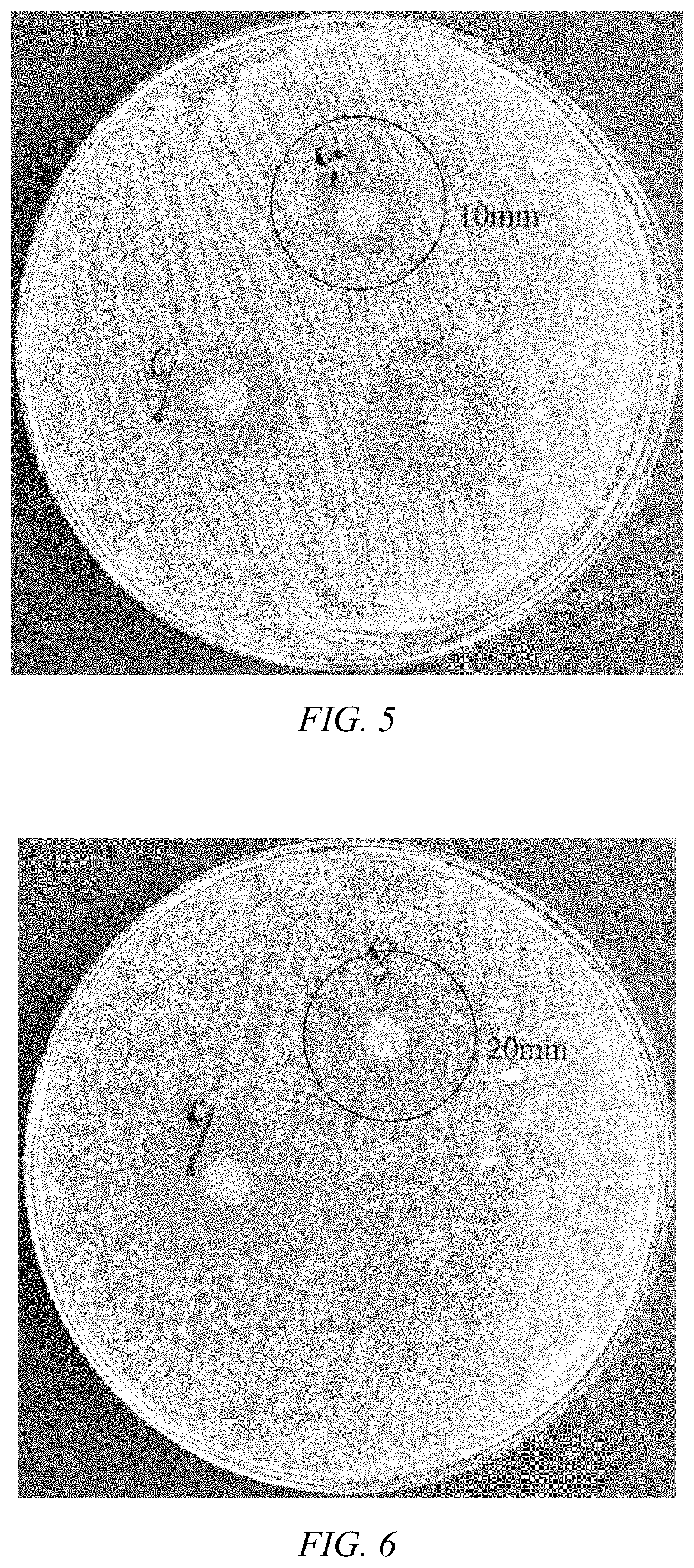 Syringa pubescens seed extract, its preparation and application in antibiotic-resistant infections