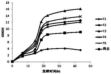 Saccharomyces cerevisiae in tea fungus and application of saccharomyces cerevisiae