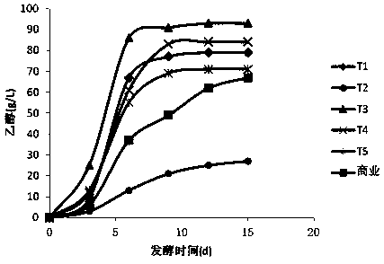 Saccharomyces cerevisiae in tea fungus and application of saccharomyces cerevisiae