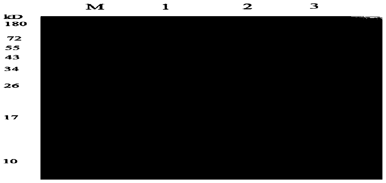 Electrochemical receptor sensor for detecting beta-lactam antibiotics, and preparation method and application thereof