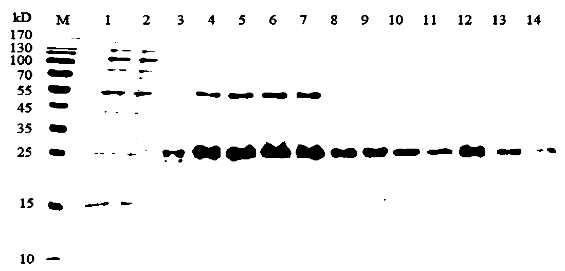 Electrochemical receptor sensor for detecting beta-lactam antibiotics, and preparation method and application thereof