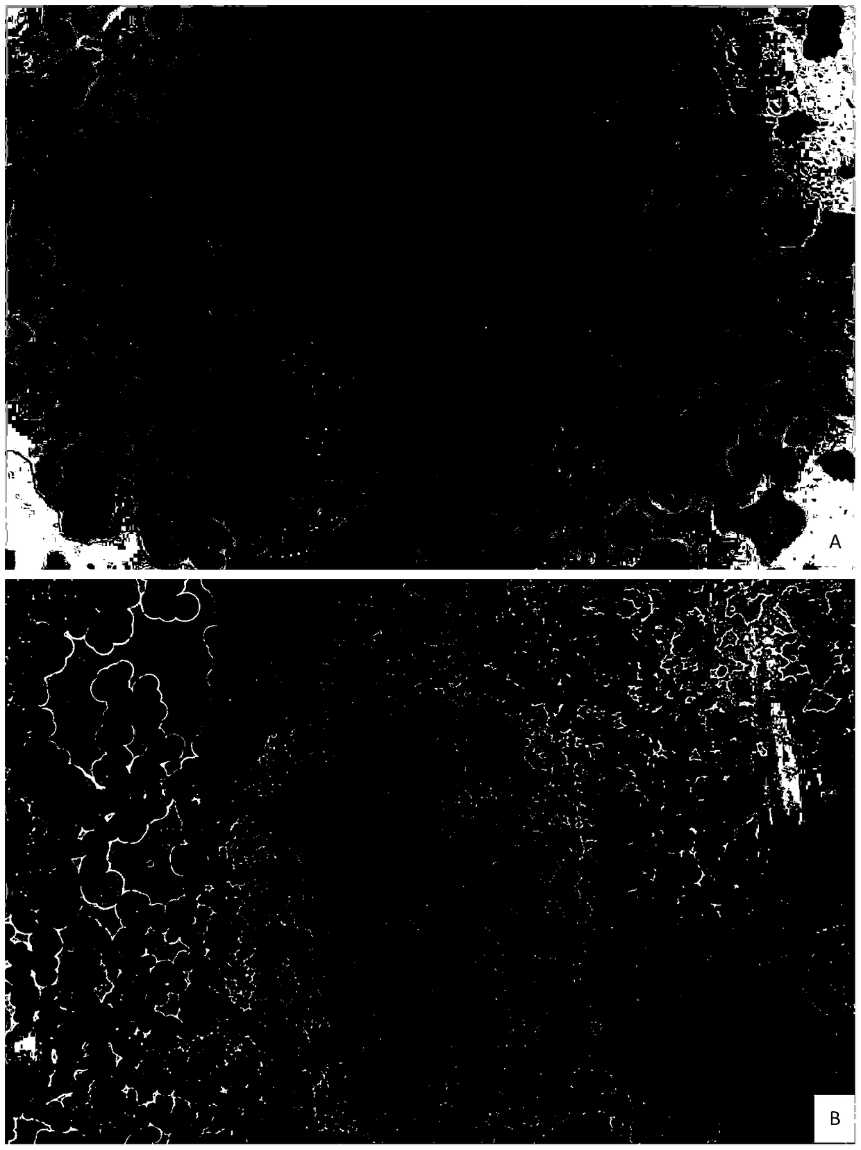 A method for making slices for identifying chromosome numbers of tetraploid oats, common wheat or their hybrid offspring