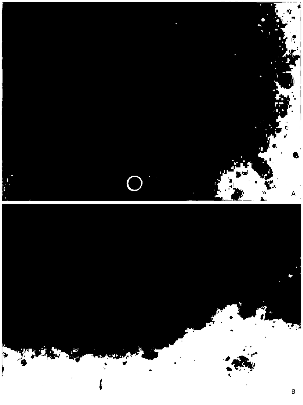 A method for making slices for identifying chromosome numbers of tetraploid oats, common wheat or their hybrid offspring