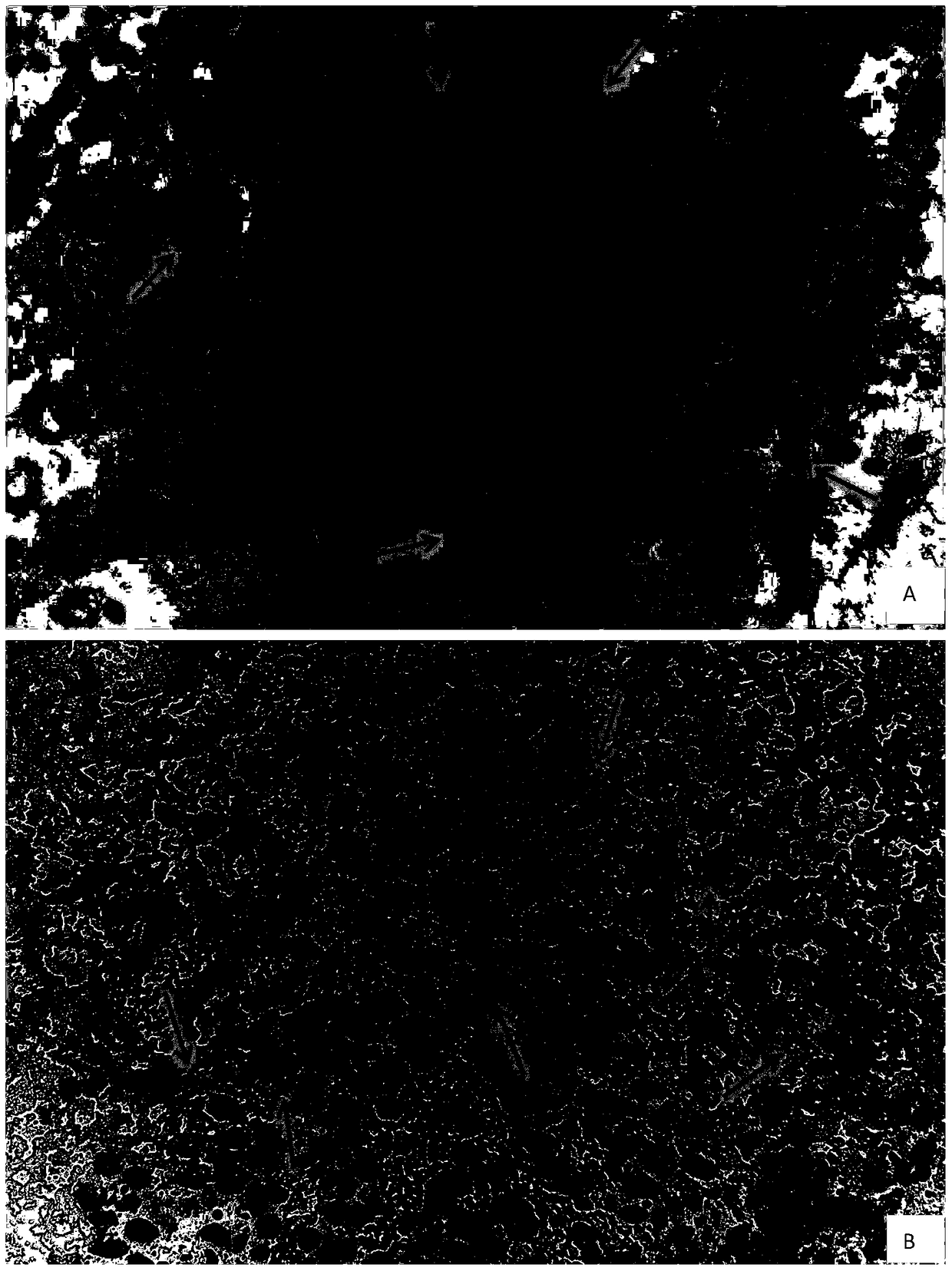 A method for making slices for identifying chromosome numbers of tetraploid oats, common wheat or their hybrid offspring