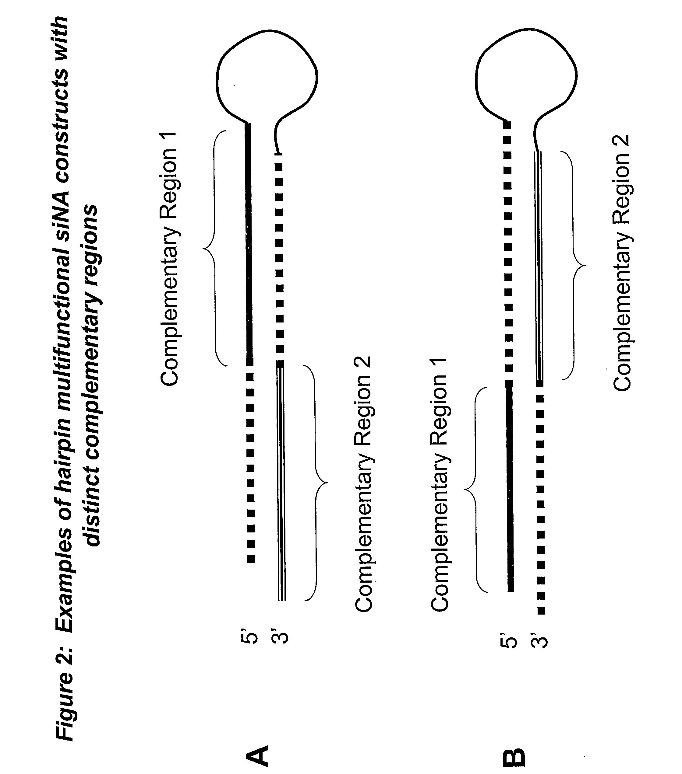 Rna Interference Mediated Inhibition of Gene Expression Using Multifunctional Short Interfering Nucleic Acid (Multifunctional Sina)