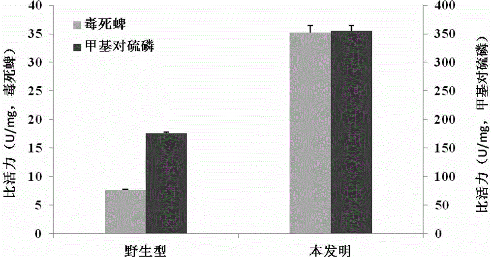 Organophosphorus pesticide degrading enzyme transformed by random mutation and encoding gene thereof