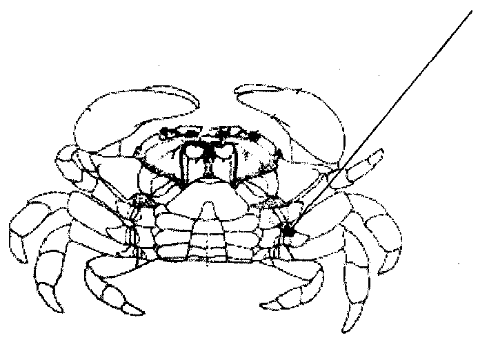 Simple and fast light microscope detection technology for blood and lymph of live shrimp and crab