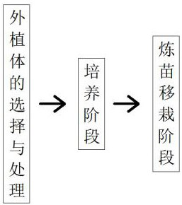 Tissue culture and rapid propagation method for detoxification of black peel chewing cane