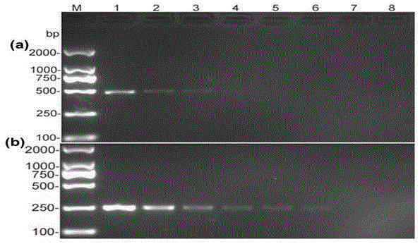 Peronophythora litchii molecular detection primers and detection method thereof