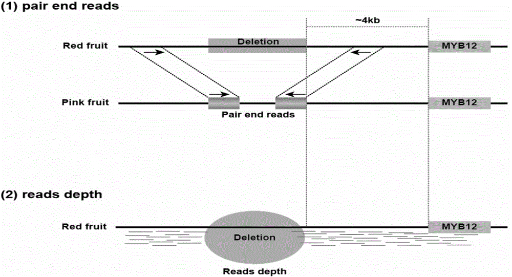 Molecular marker related to color property of tomato fruit and application thereof