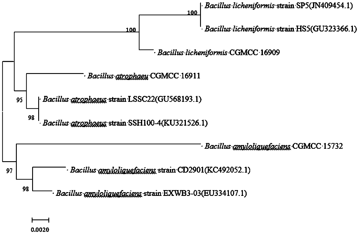 Fresh-cut fruit and vegetable preservative compounded by antibacterial substances produced through bacillus licheniformis, bacillus atrophaeus and bacillus amyloliquefaciens