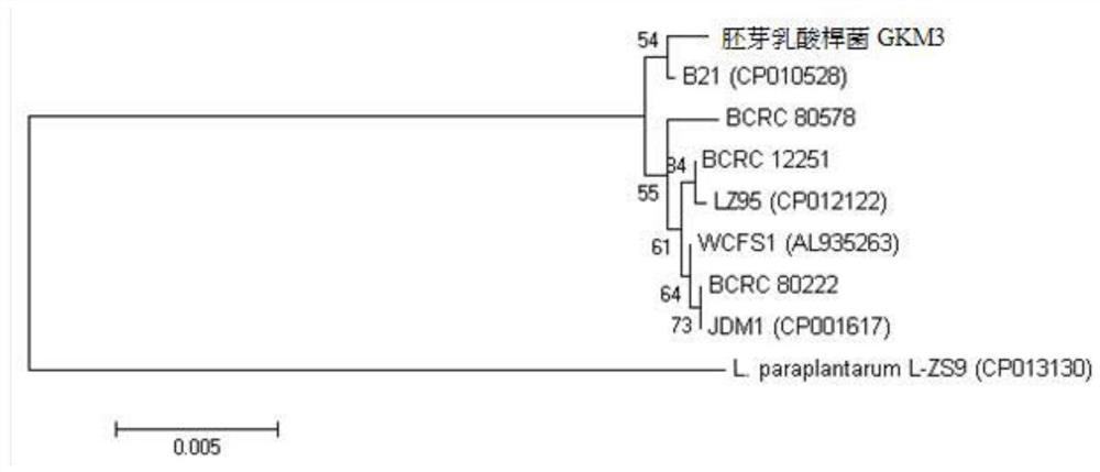 Lactobacillus plantarum and its use in lowering blood lipid, liver function index, uric acid and anti-inflammation