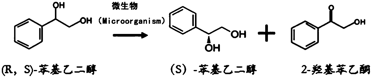 A method for preparing (s)-phenylethylene glycol by asymmetric separation of microorganisms