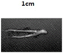 Method for producing sterile hybrid nibea albiflora