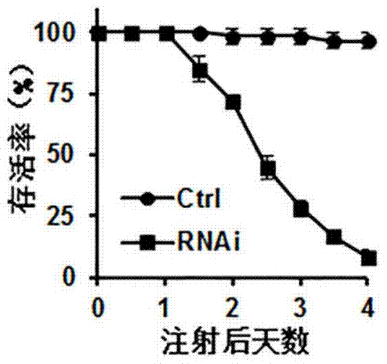 An East Asian locust atp synthase β subunit gene and its dsRNA application in pest control