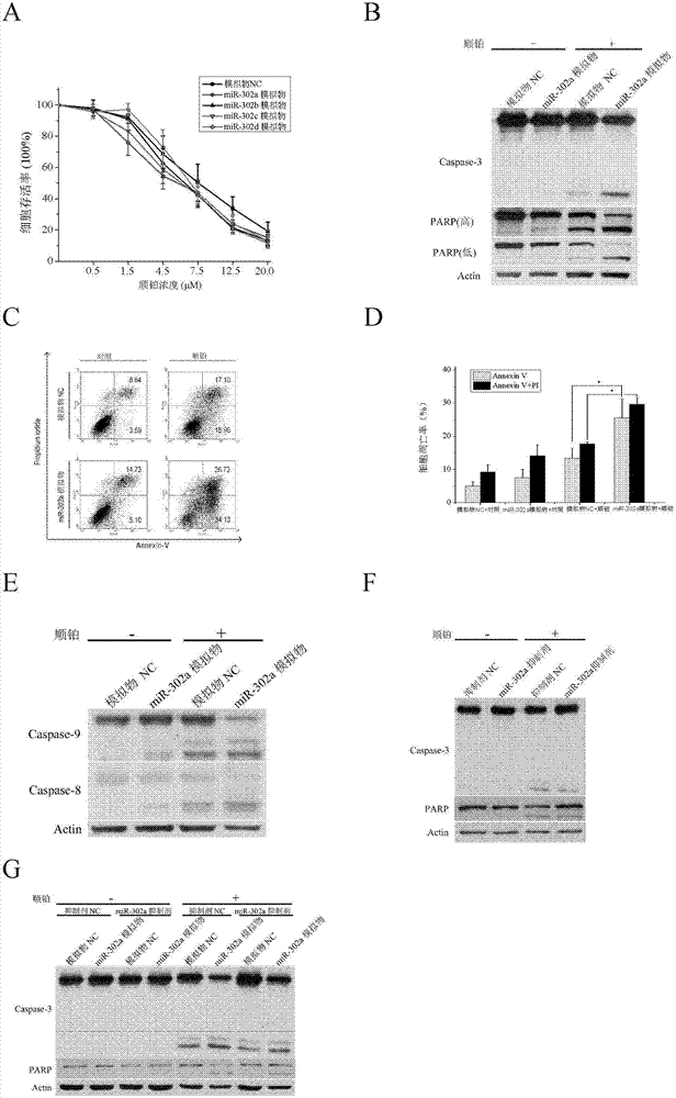 Application of micromolecular nucleic acid miR-302 for treating or preventing testicular cancer