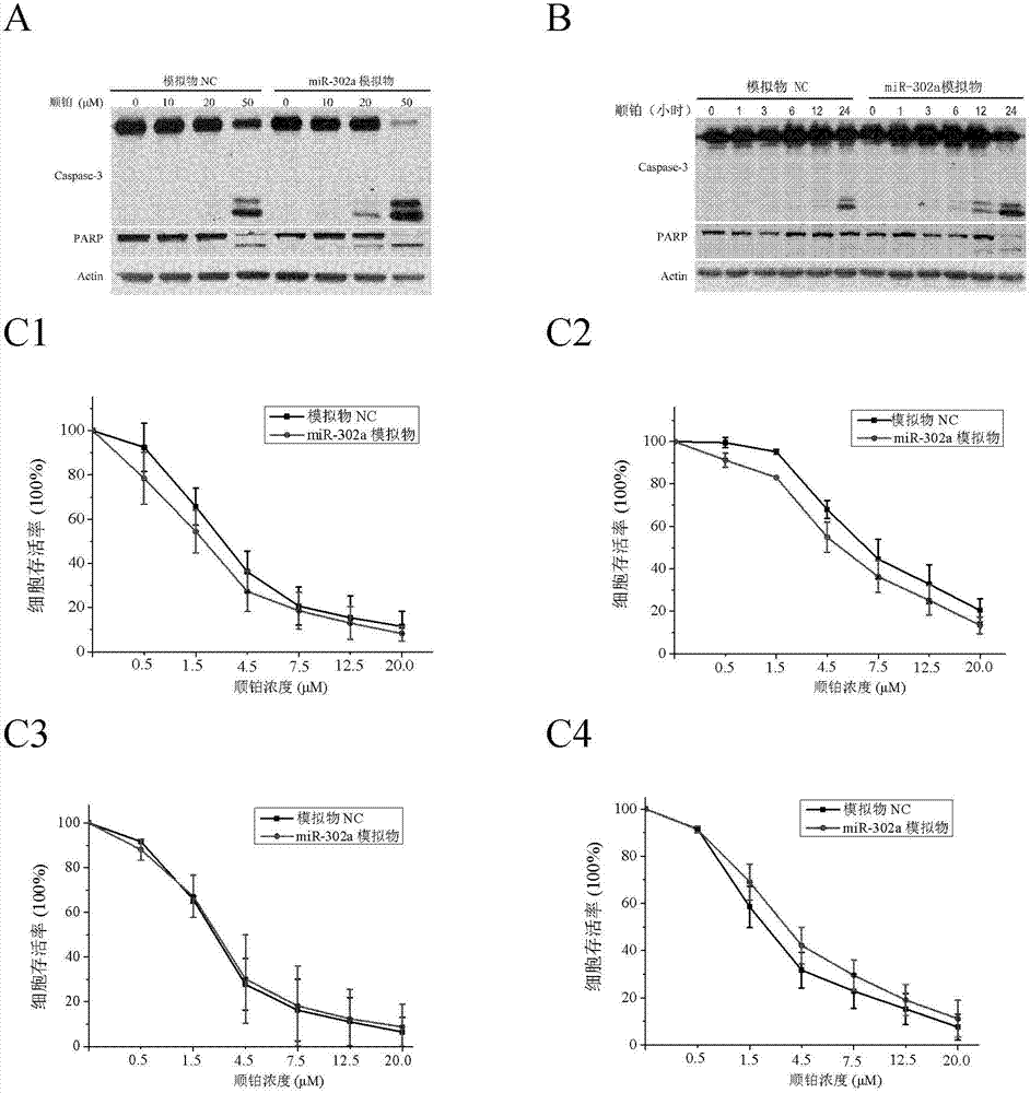 Application of micromolecular nucleic acid miR-302 for treating or preventing testicular cancer