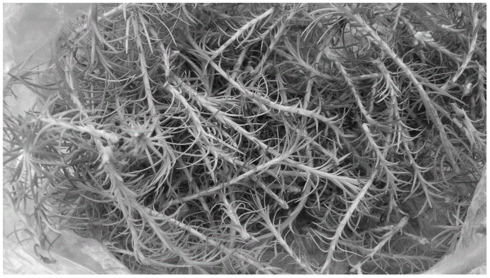 Out-bottle one-step plantlet developing method for rootless test-tube cunninghamia lanceolata seedlings