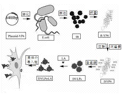 Method for preparing lactobionic acid-crosslinked hepatic cell targeted viral vector