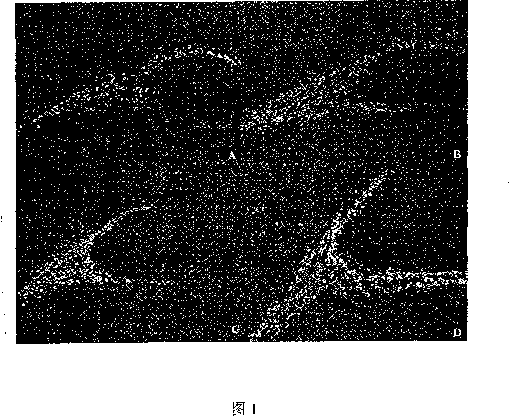 Use of bilobalide B in preparing medicine for promoting nerve cell regenerate